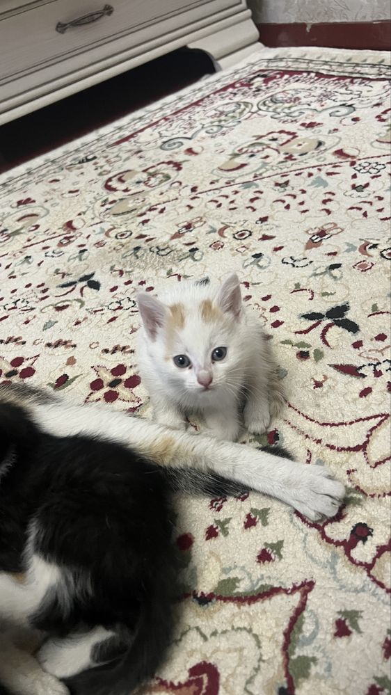 Милые котята в добрые руки