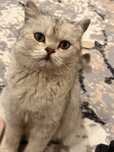 Отдам в добрые руки стерильную британскую кошку