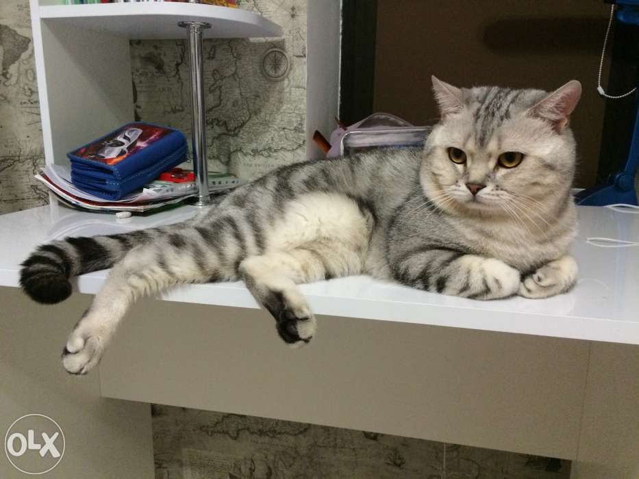 Шотландский кот приедет к Вашей кошечке на вязку:)