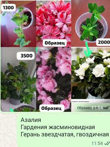 Комнатные цветы и отростки