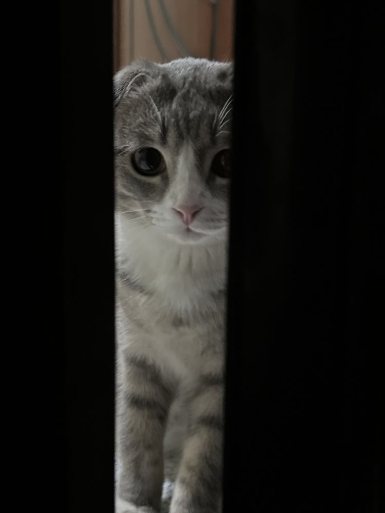 шотландская кошка мальчик вислоухая