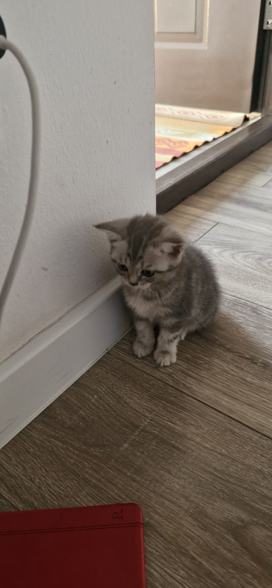 Скотиш страйт котёнок