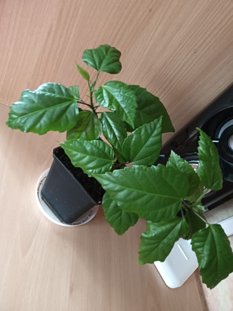 Продам цветы комнатные