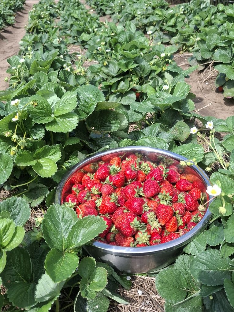 Продам ягоды клубники