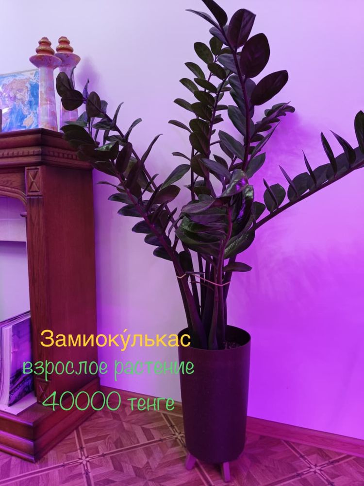 Для офиса и дома! Комнатные растения, цветы: замиокулькас, толстянка,