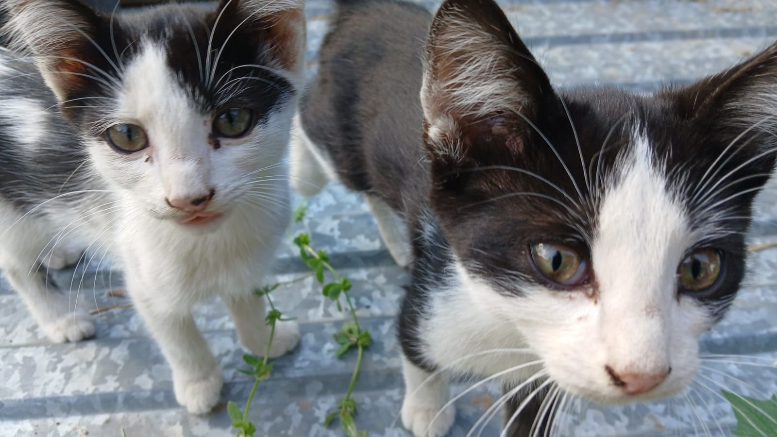 Отдам котят бесплатно.