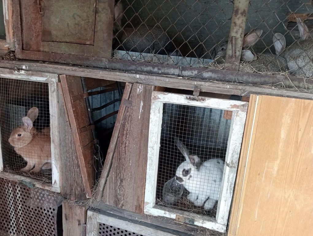 Продам кроликов,от3т.т