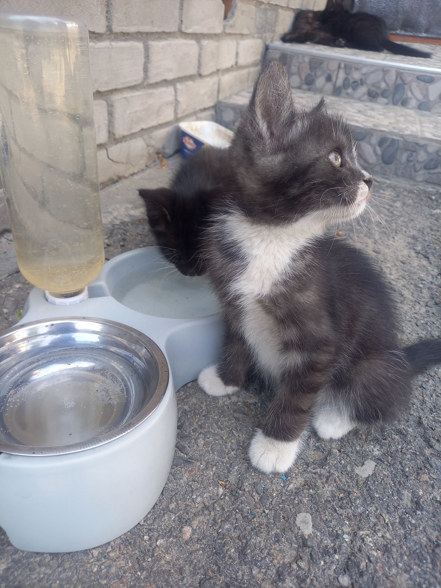Отдам котят в добрые руки!