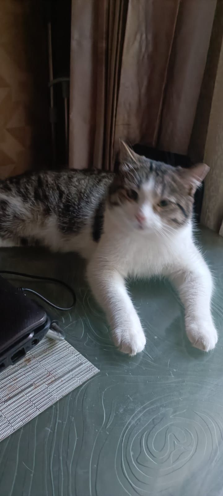 Умнейший ласковый котик будет верным другом!