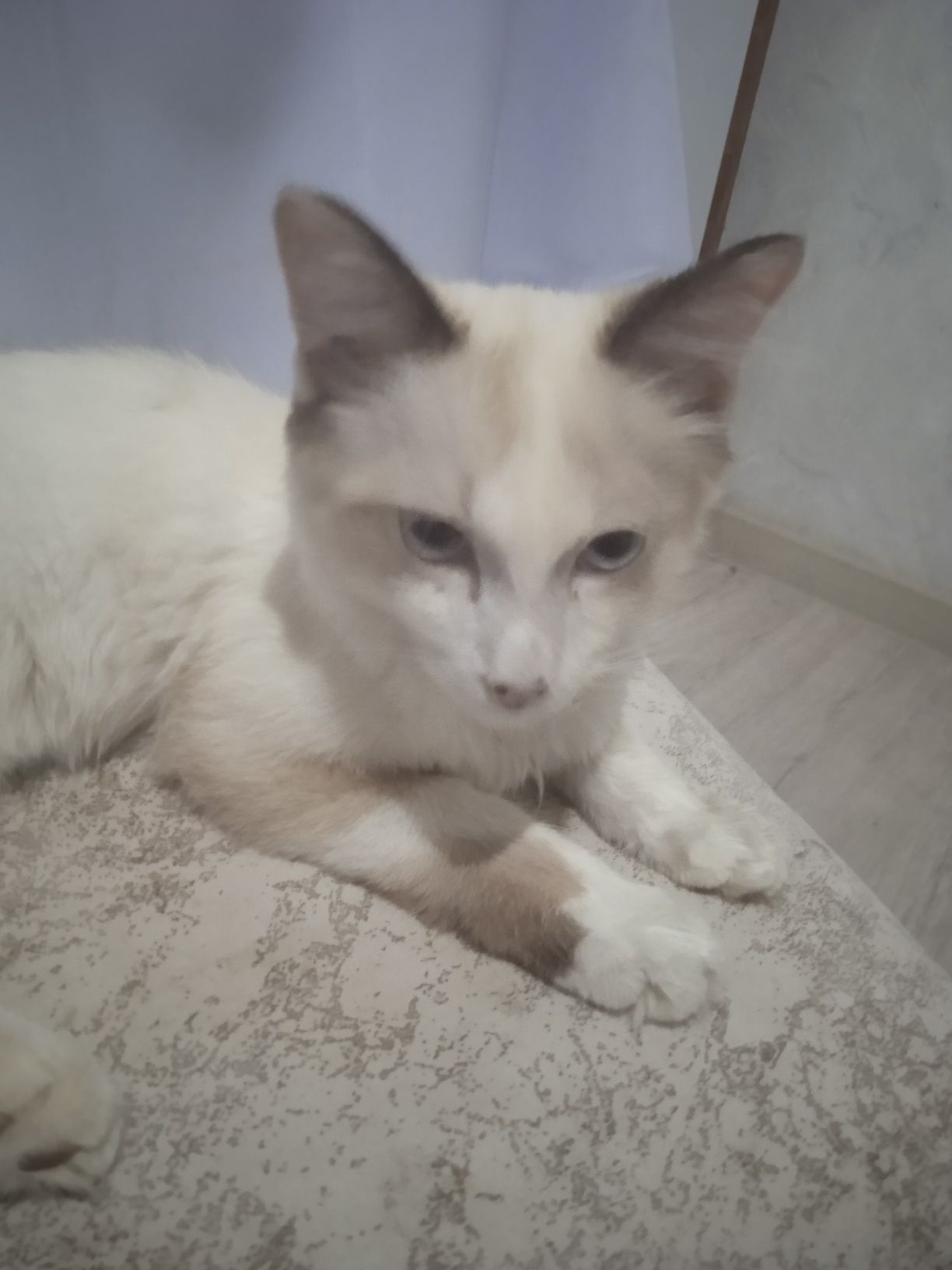 Кошка домашняя мысык