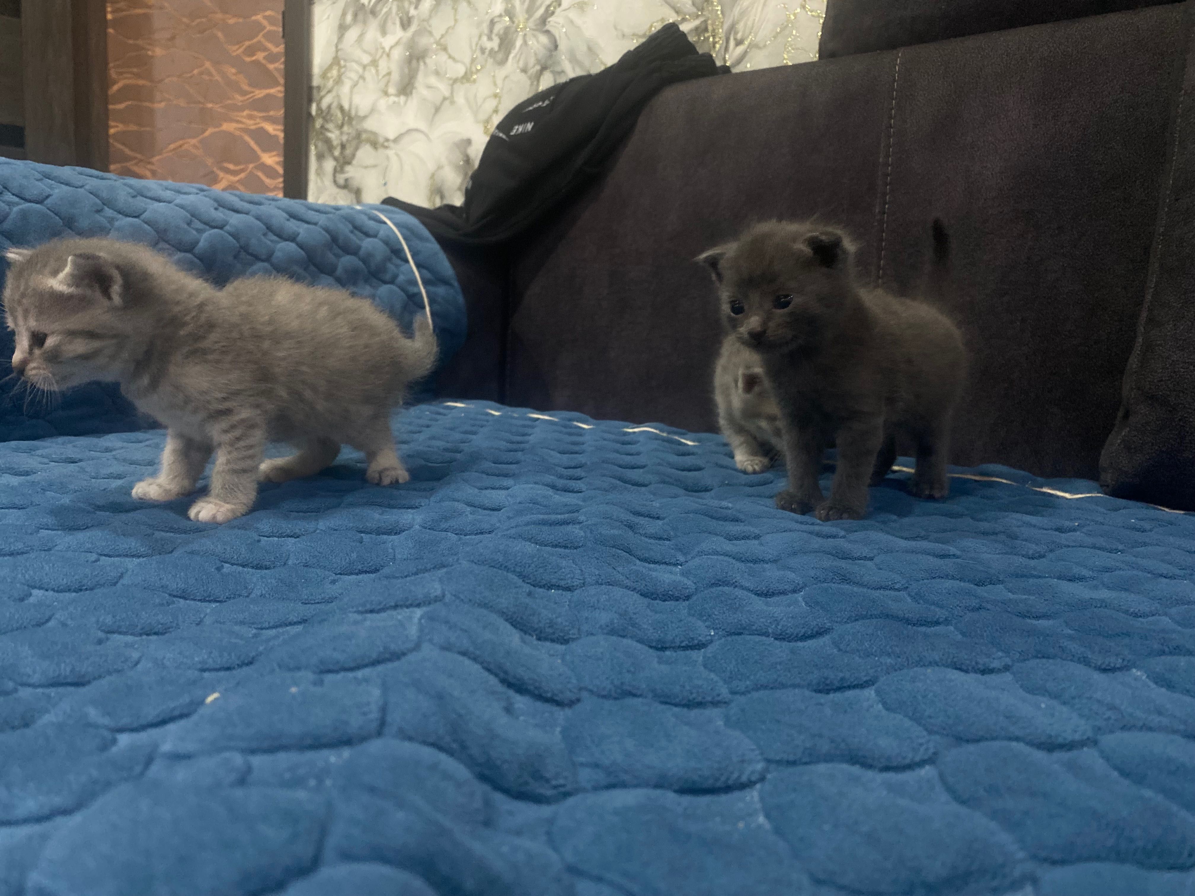 Продам котят животные
