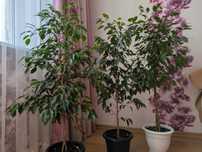 Комнатные растения