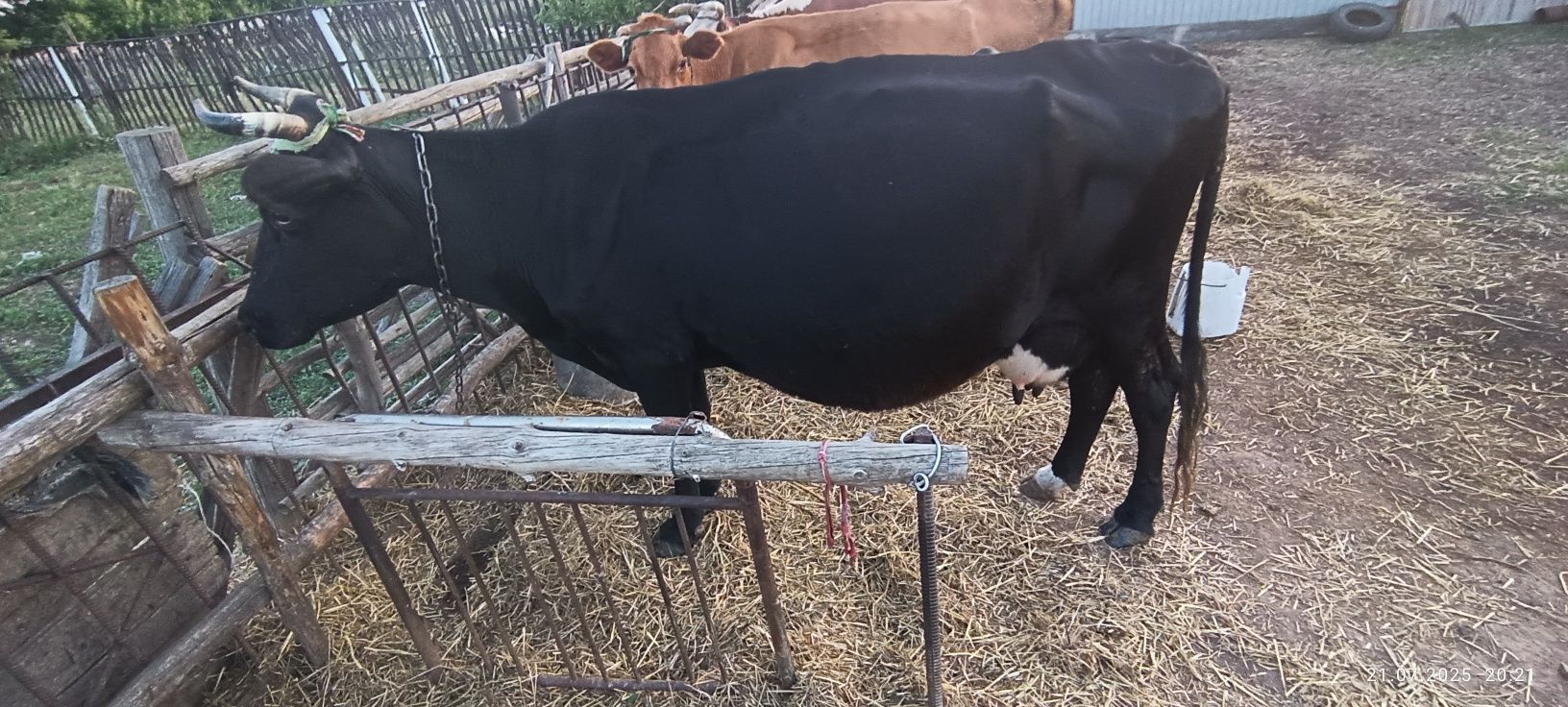 Продам дойную корову
