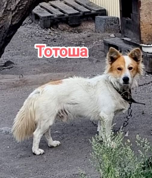 Дарю в добрые и ответственные руки