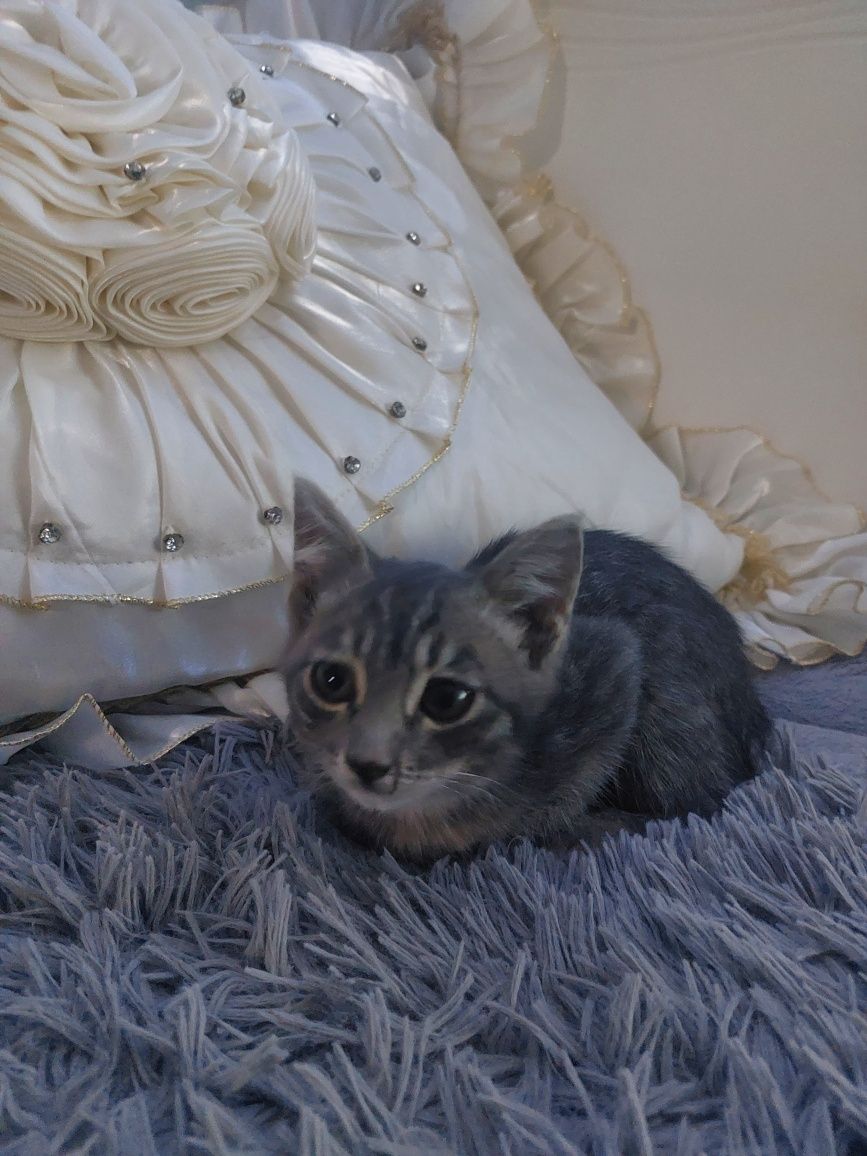 продам котёнка в добрые руки