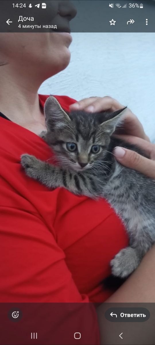 Котята в добрые руки