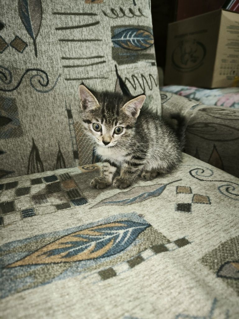 Отдам котят в хорошие руки