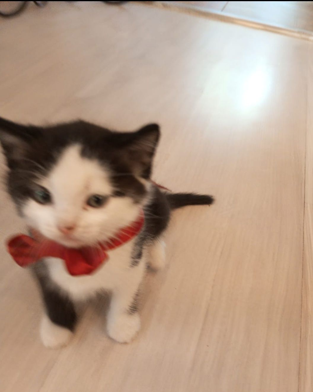 Котята от породистой мамы