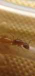 Муравьи Желтые Camponotus Fedtschenkoi