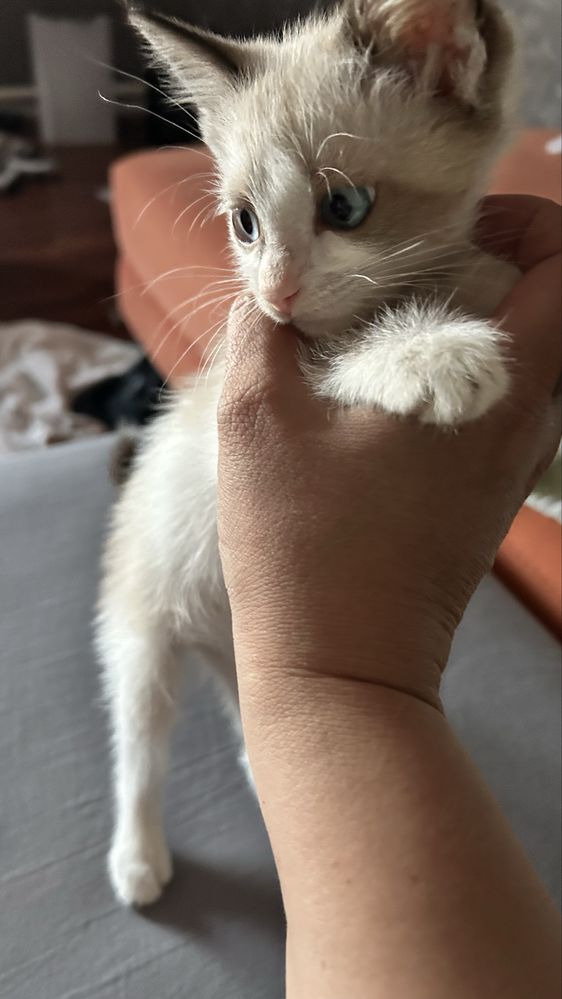 Котята, в добрые руки