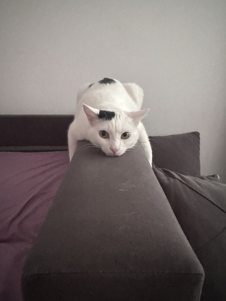 Отдам кота (возраст 1год) кастрированный