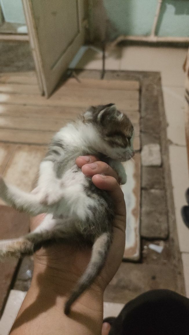 Отдам котят в добрые руки