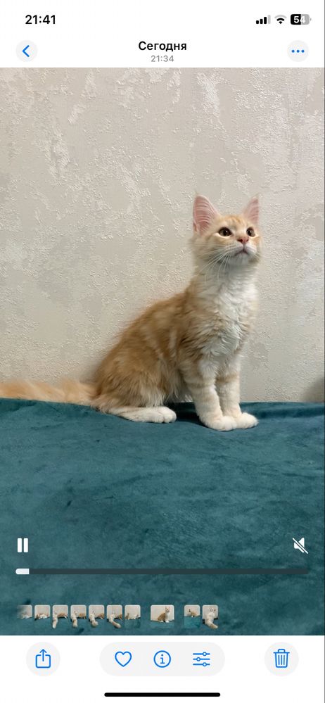 Котята мейнкун с родословными
