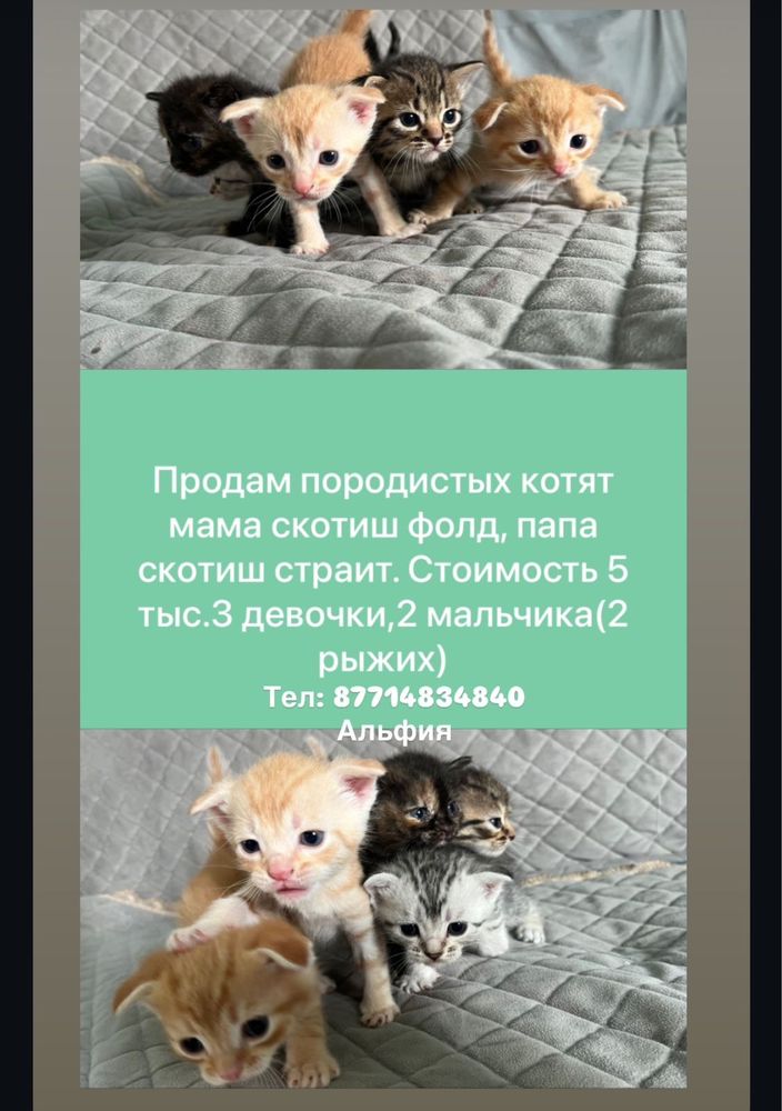 Котят ищут дом и заботливую семью