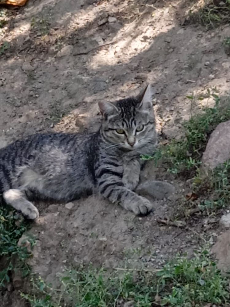 Котята ищут дом