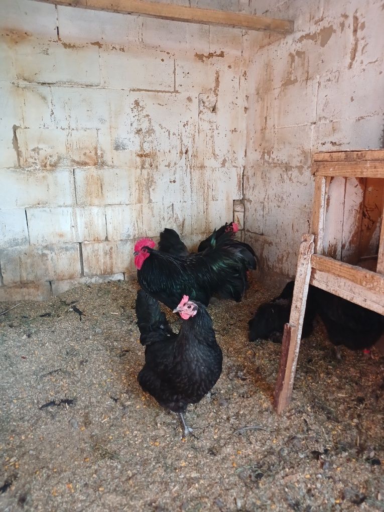 Продам Австралорп