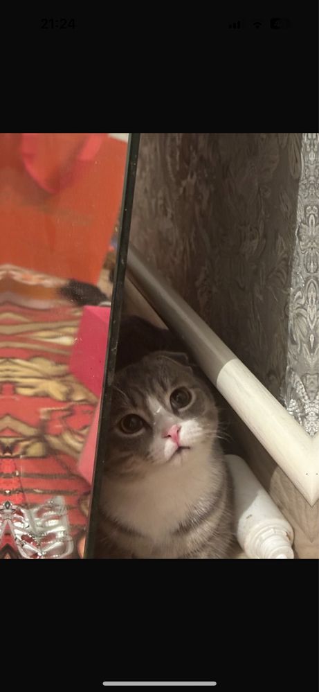 шотландская кошка мальчик вислоухая