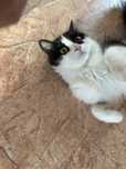 Отдам в добрые руки котика