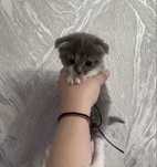 Отдам котят в хорошие руки