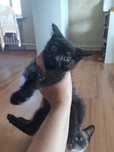 Котята бесплатно