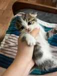 Отдам вислоухих котят