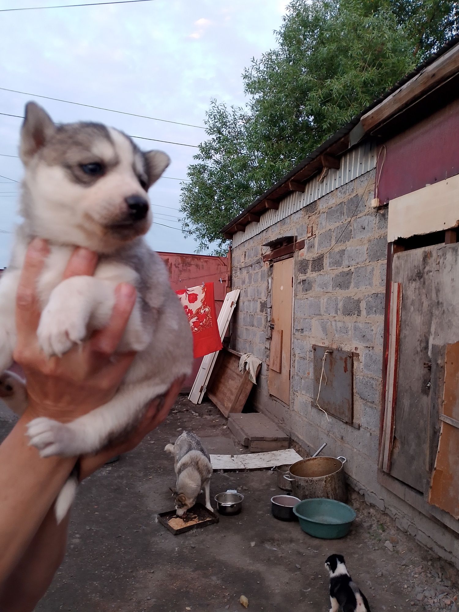 Продам щенят породы хаски