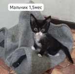 Котята бесплатно