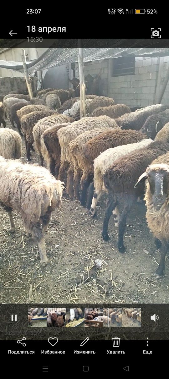 Бараны токтылар кошкарлар