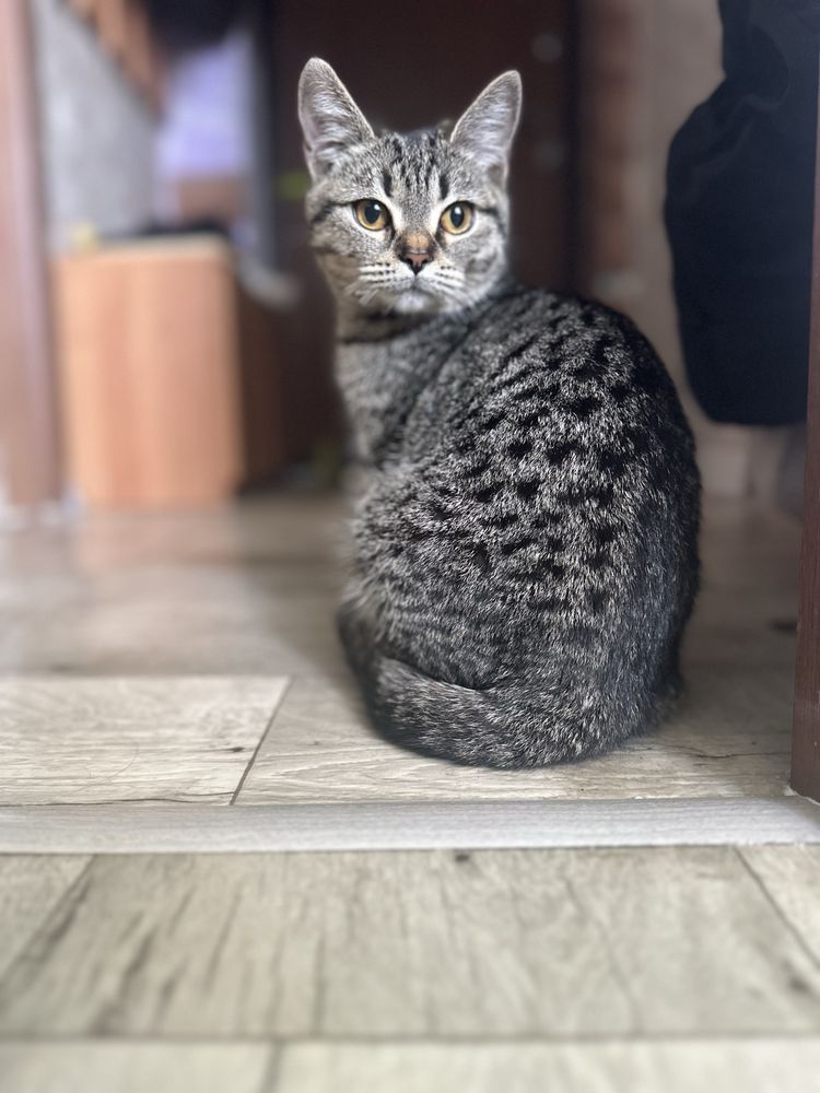 Отдам котенка в добрые руки