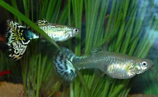 Гуппи (Poecilia reticulata)
