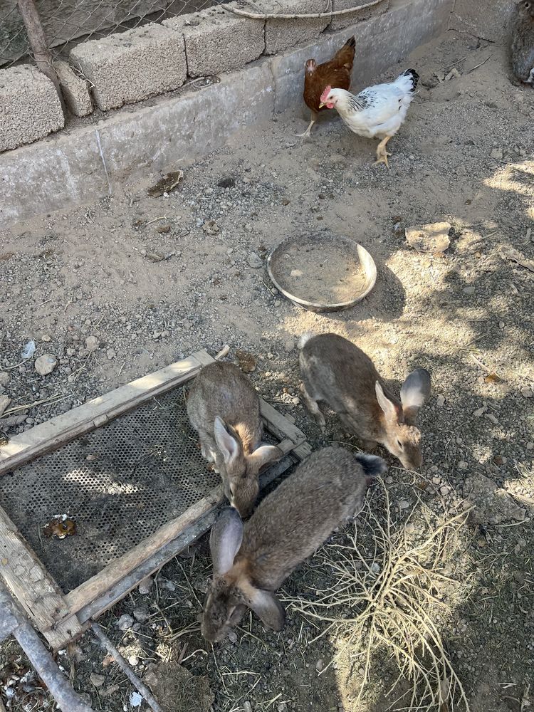 Кролик Коян Срочно кролчиха