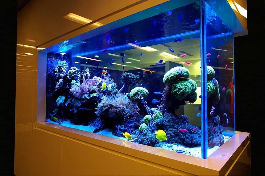 ОБСЛУЖИВАНИЕ морских аквариумов — AQUA STORE, Астана