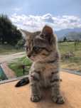 Котята бесплатно