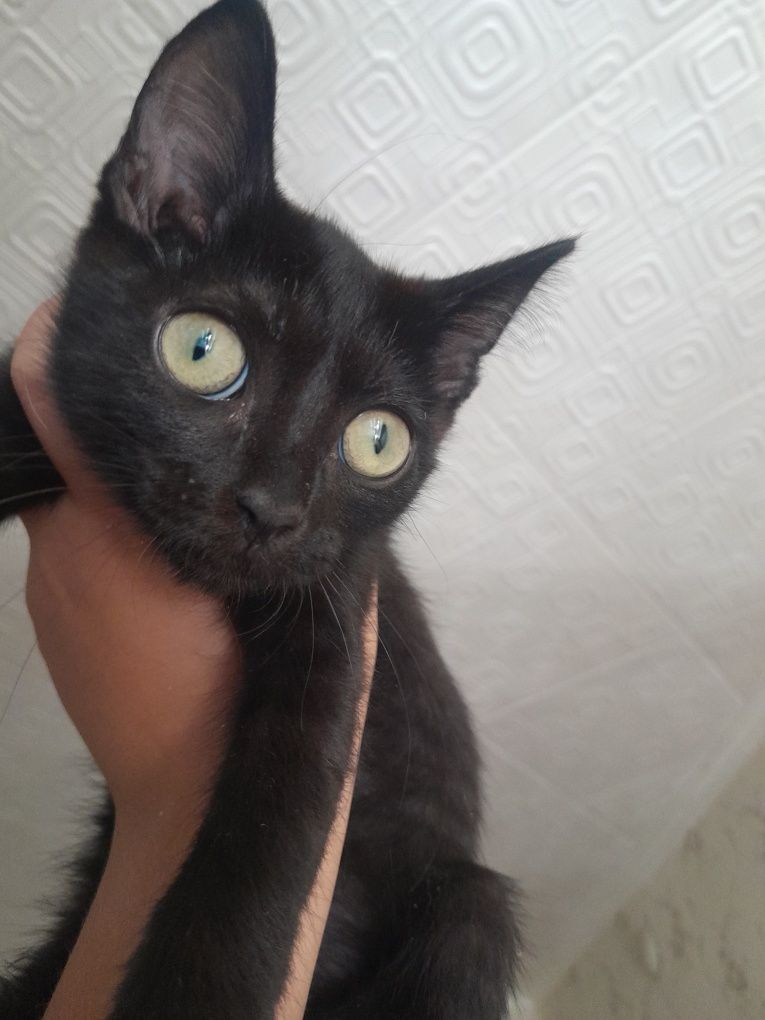 Одам троих котят и двоих кошек