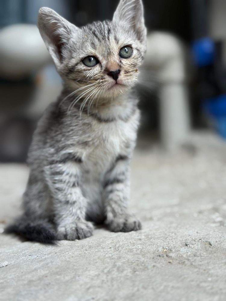Котята бесплатно отдадим  в добрые руки