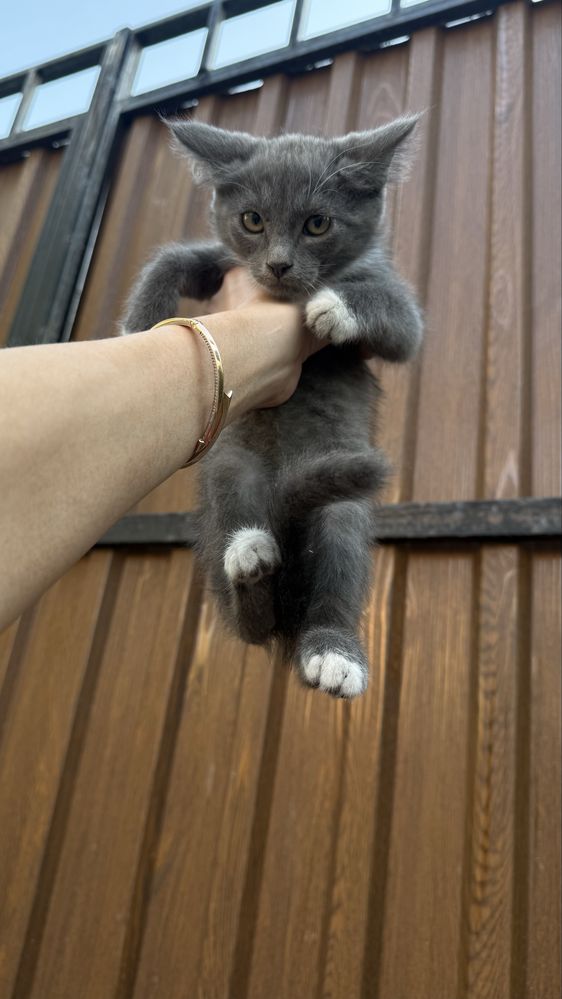 Отдам бесплатно котят