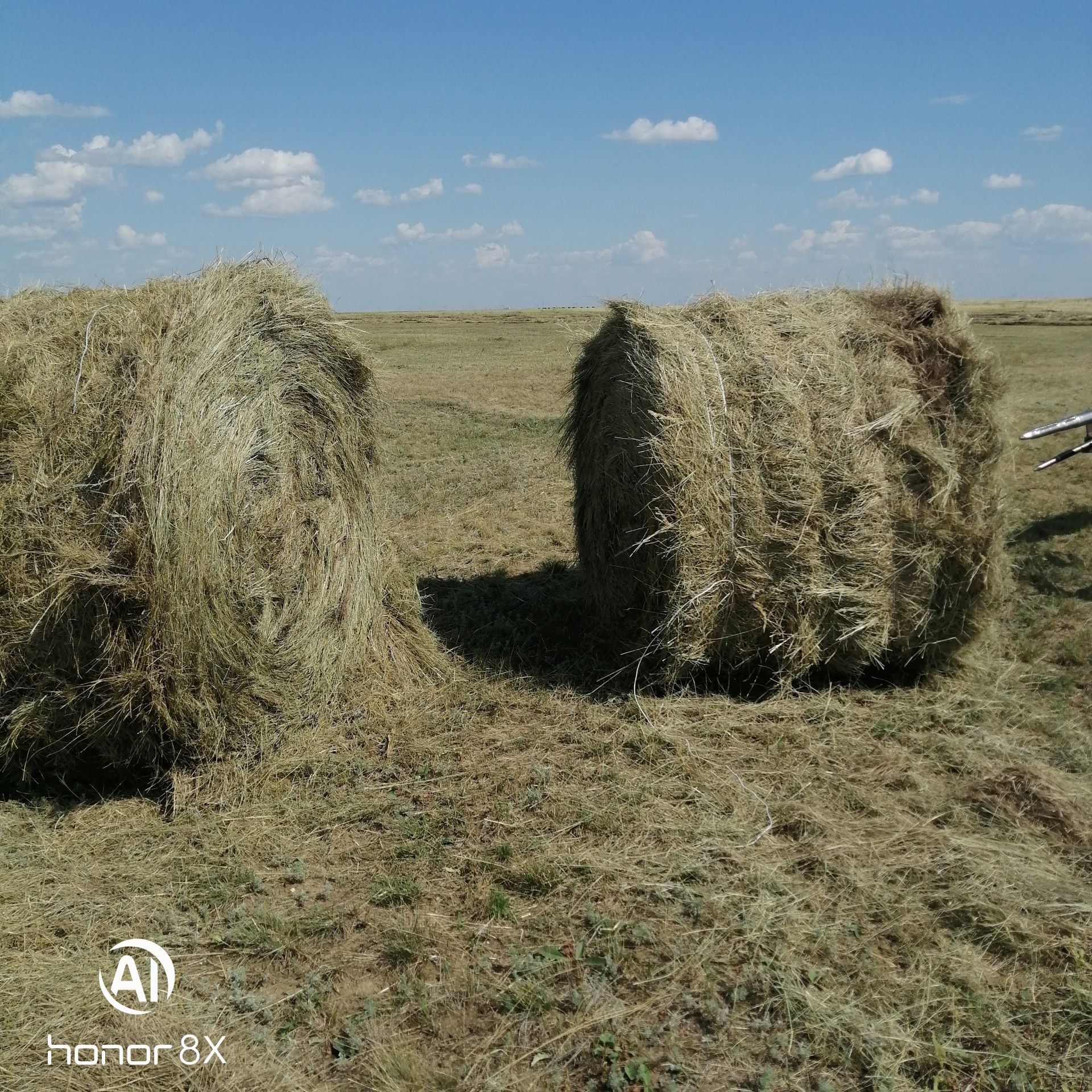 Сено в рулонах, свежий покос