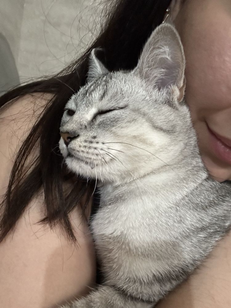 Отдам котенка в хорошие руки