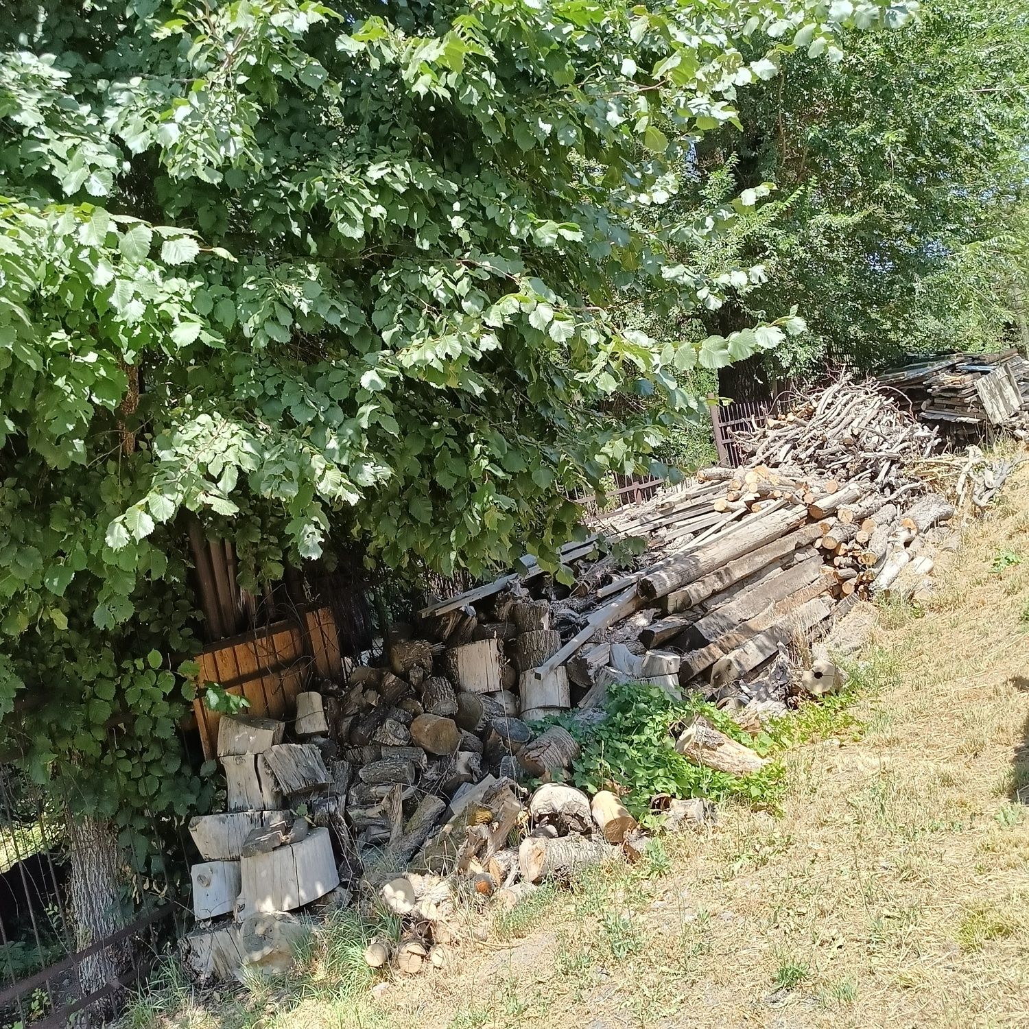 Продам бревна карагач в большом количестве