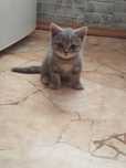 Котёнок мальчик в хорошие руки !